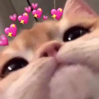 💘 emoji Котики для @Mr_myav Telegram sticker 22 of 40