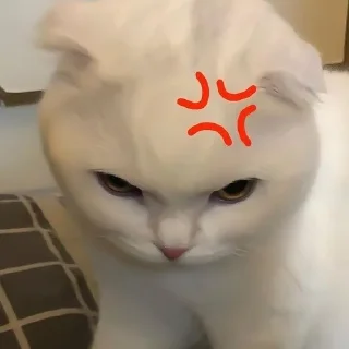 😡 emoji Котики для @Mr_myav Telegram sticker 15 of 40