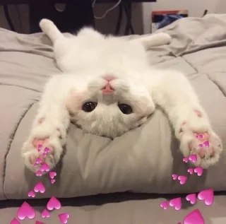 💗 emoji Котики для @Mr_myav Telegram sticker 24 of 40