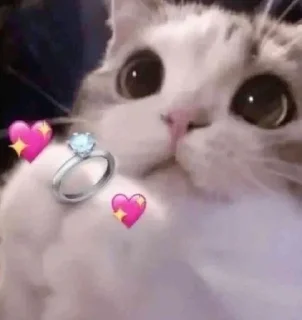 💍 emoji Котики для @Mr_myav Telegram sticker 8 of 40
