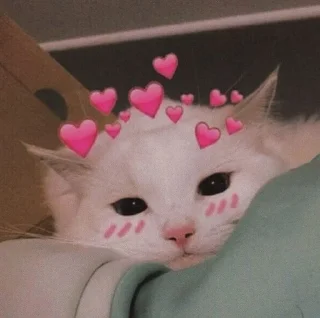 🩷 emoji Котики для @Mr_myav Telegram sticker 21 of 40