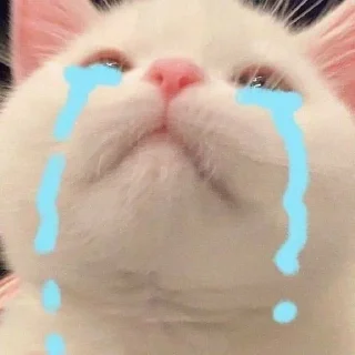 😢 emoji Котики для @Mr_myav Telegram sticker 14 of 40