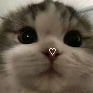 🫶 emoji Котики для @Mr_myav Telegram sticker 5 of 40