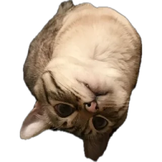 Маффин sticker 2