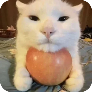 Sticker from Мемчики про котов