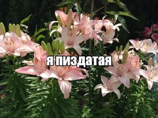 🌟 emoji чозастикеры Telegram sticker 19 of 94