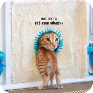 Sticker from Мемчики про котов