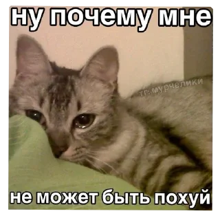 Sticker from абсолютли синема