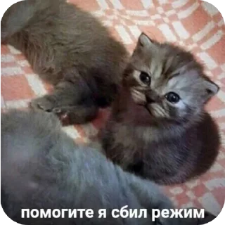 Sticker from Мемчики про котов