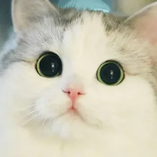 Sticker from catsmemesFL