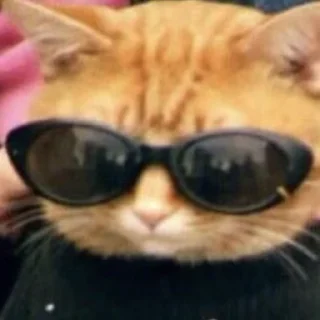 Sticker from catsmemesFL