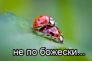 🐞 emoji уебанские открытки - @postpozhelaniya Telegram sticker 20 of 29