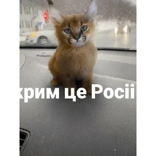 🇺🇦 emoji Чо за Telegram sticker 5 of 7