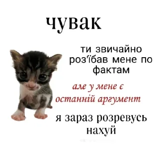 🐱 emoji попа Telegram sticker 14 of 109