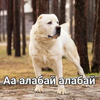 Sticker from 2022 жана стикер