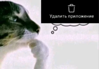 мемы sticker 1