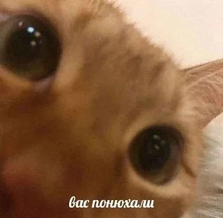 👀 emoji Животные хих Telegram sticker 16 of 29