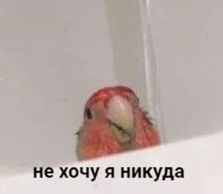 😩 emoji Животные хих Telegram sticker 11 of 29