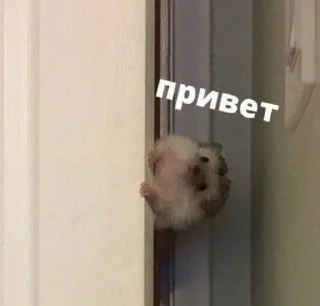 ☺️ emoji Животные хих Telegram sticker 6 of 29