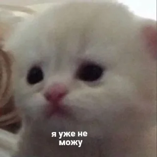🥺 emoji Животные хих Telegram sticker 2 of 29
