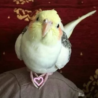 🥰 emoji Животные хих Telegram sticker 13 of 29