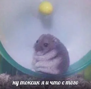 🥲 emoji Животные хих Telegram sticker 22 of 29