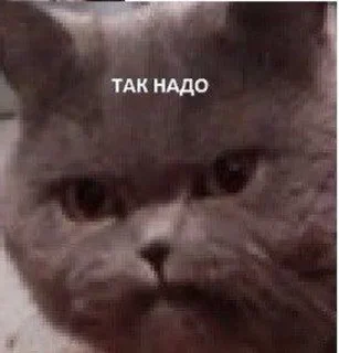 😒 emoji Животные хих Telegram sticker 9 of 29