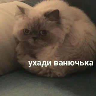 ☹️ emoji Животные хих Telegram sticker 24 of 29