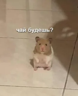 👀 emoji Животные хих Telegram sticker 5 of 29