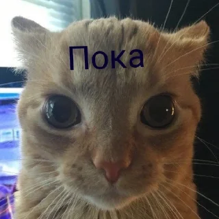 Sticker from Котята для диалогов