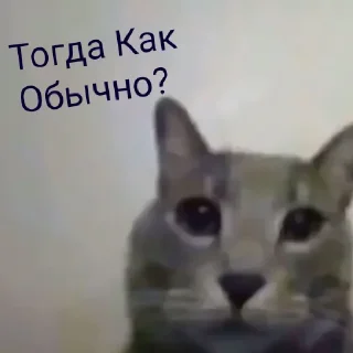 Sticker from Котята для диалогов
