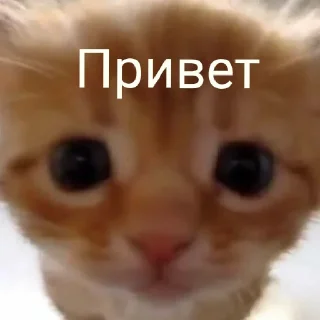 Sticker from Котята для диалогов
