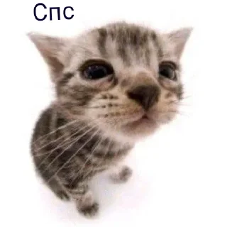 Sticker from Котята для диалогов