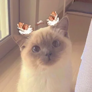 Sticker from Коть <3