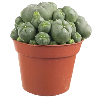 🌵 emoji 🥰🥰🥰 — @stckrRobot Telegram sticker 10 of 40