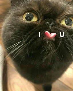 🌟 emoji Loveyou❤ Telegram sticker 10 of 120