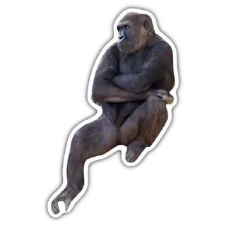 Sticker from monkey