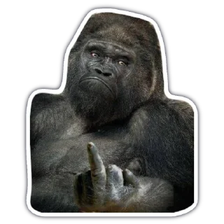 Sticker from monkey