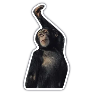 Sticker from monkey