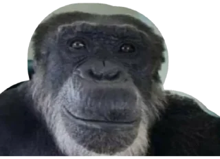 Sticker from Monkey business