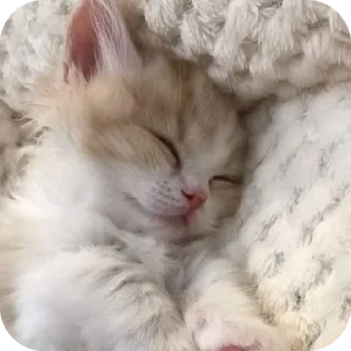 😴 emoji かわいい猫  @Kskskzss Telegram sticker 13 of 43