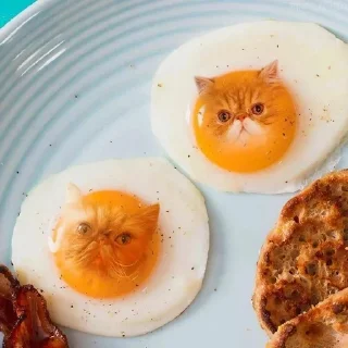 коты в еде/cats in food sticker 1