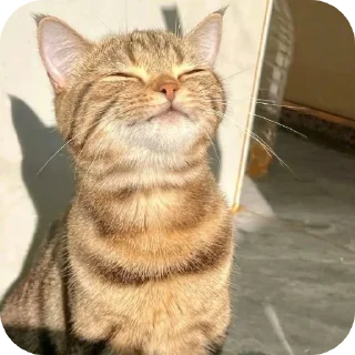 ☺ emoji かわいい猫  @Kskskzss Telegram sticker 20 of 43