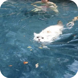 🏊 emoji かわいい猫  @Kskskzss Telegram sticker 15 of 43