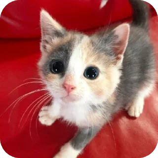 🥺 emoji かわいい猫  @Kskskzss Telegram sticker 11 of 43