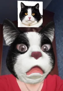WTF sticker 1