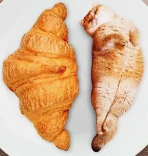 коты в еде/cats in food sticker 3