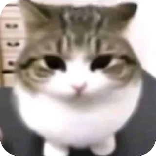😐 emoji かわいい猫  @Kskskzss Telegram sticker 21 of 43