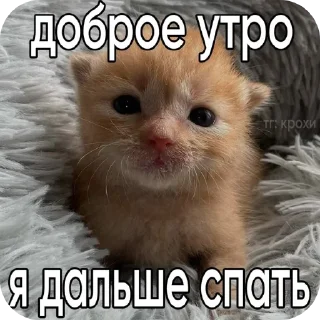 ☀ emoji かわいい猫  @Kskskzss Telegram sticker 10 of 43