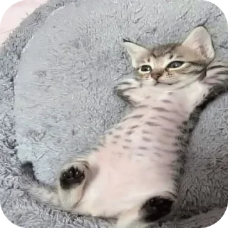 😌 emoji かわいい猫  @Kskskzss Telegram sticker 8 of 43